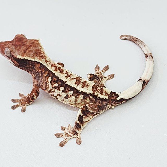 100%헷초초 카푸치노