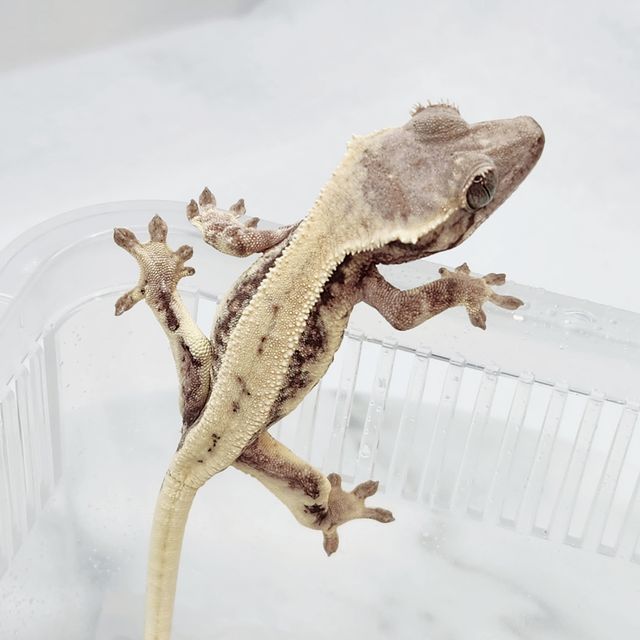 릴리 세이블