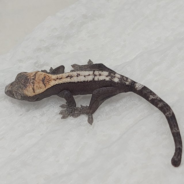 슈퍼 세이블 100%헷아잔틱