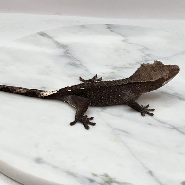 아잔틱