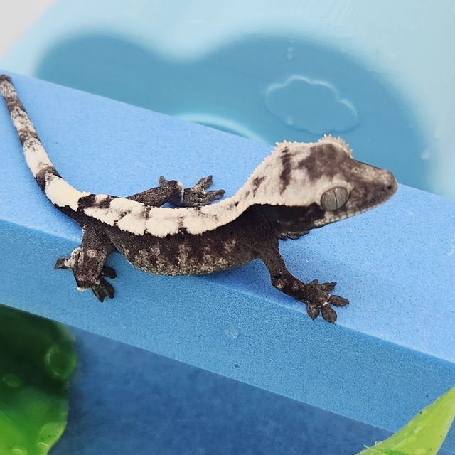세이블 아잔틱