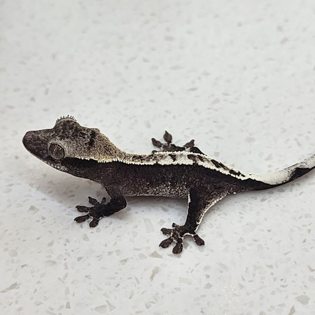 아잔틱