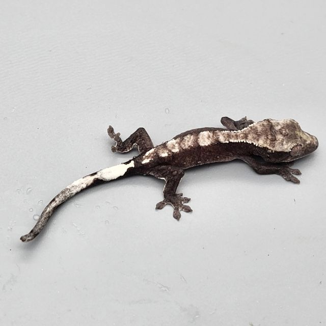 아잔틱