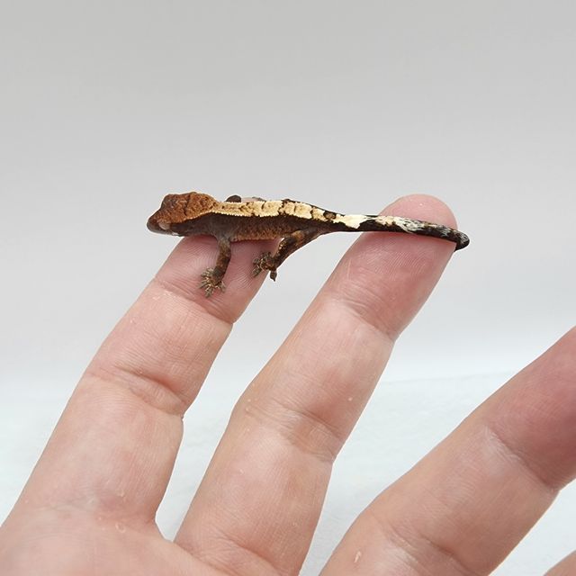 세이블 100%헷아잔틱