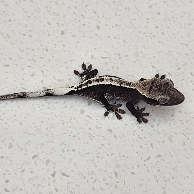 아잔틱