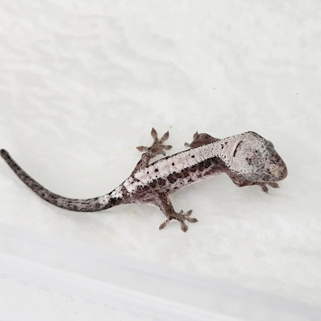 루왁 릴리 100%헷아잔틱