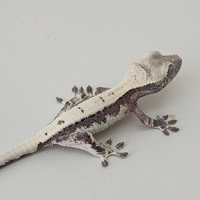 릴리 세이블 아잔틱