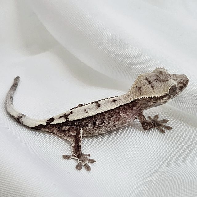 세이블 아잔틱