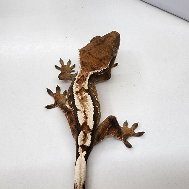 세이블