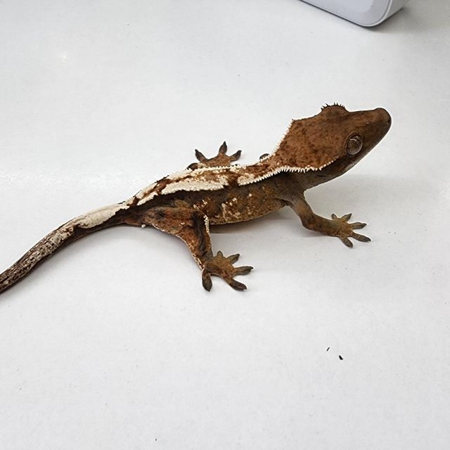세이블