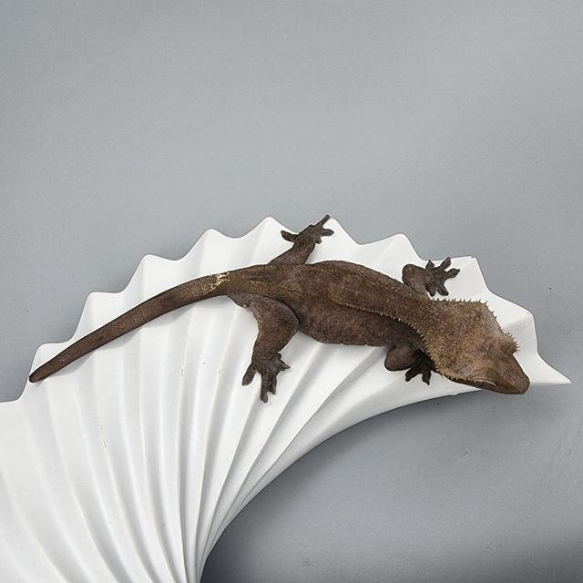 아잔틱
