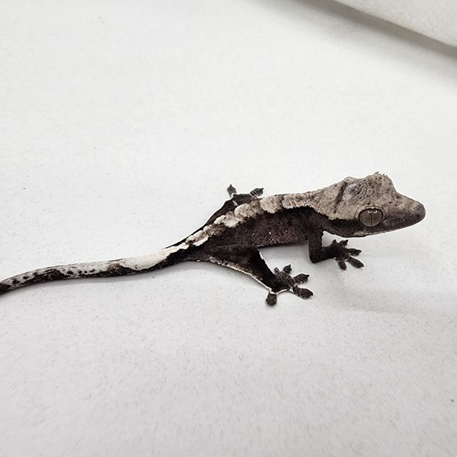 아잔틱