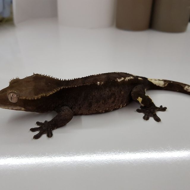 아잔틱
