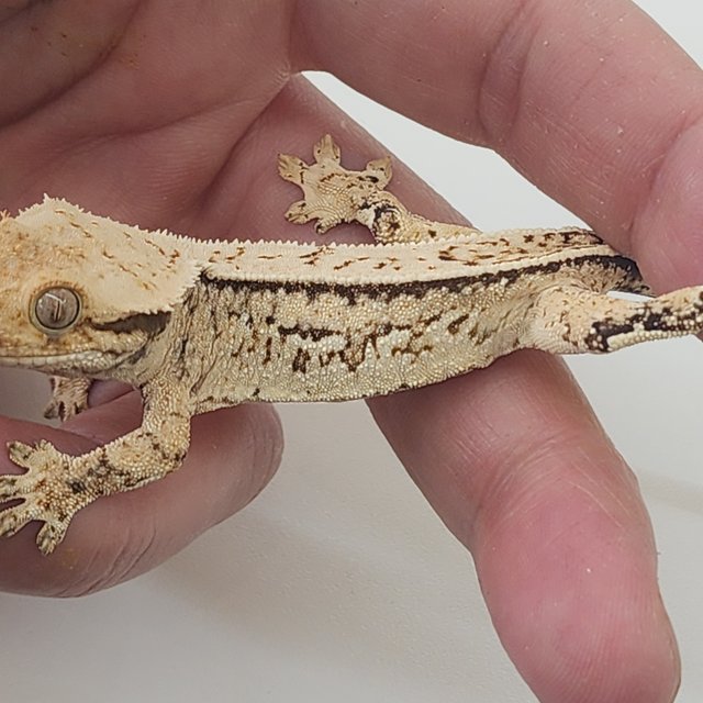 트라이 쿼드 풀핀