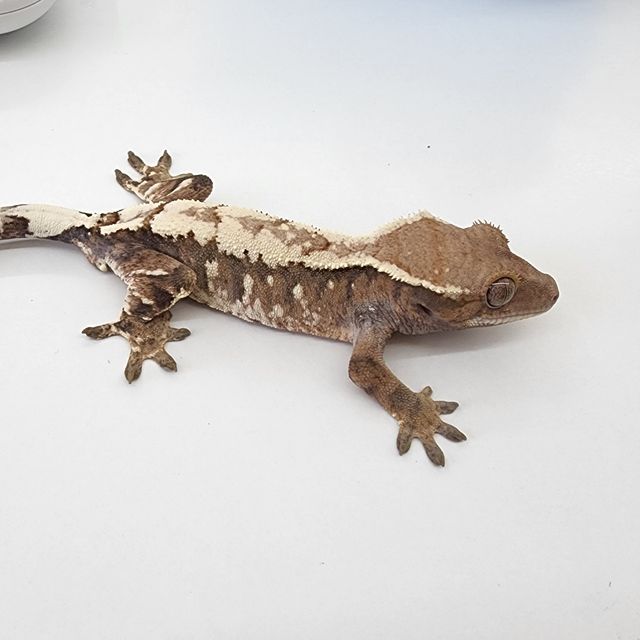 세이블