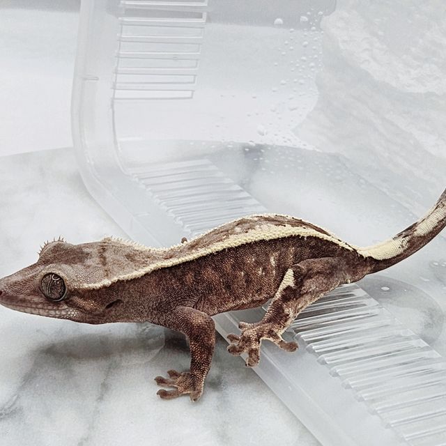 세이블
