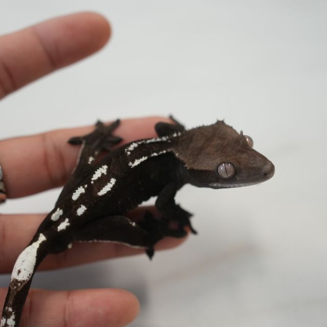 아잔틱