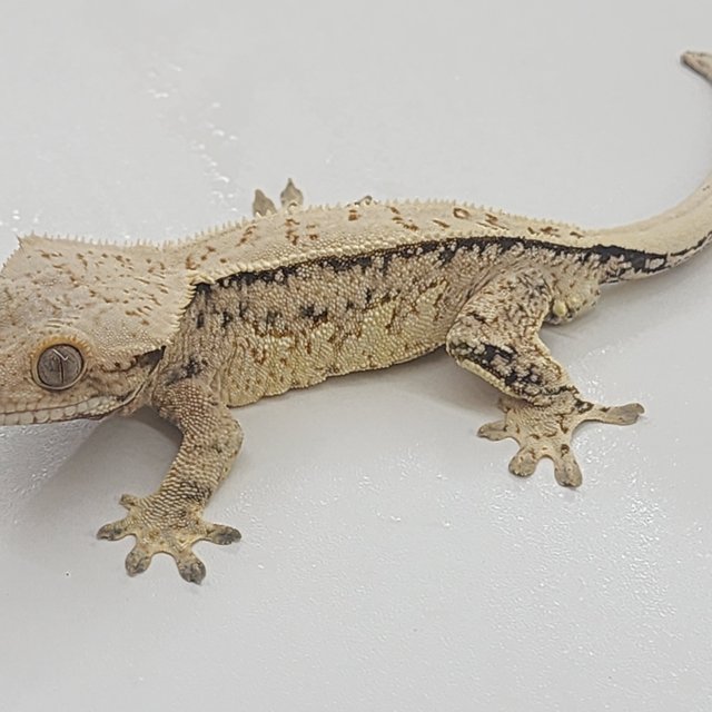 트라이 쿼드 풀핀 화이트스팟