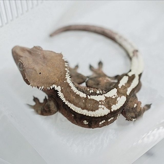 세이블