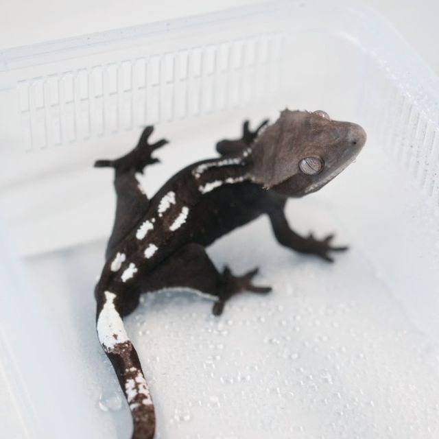 아잔틱