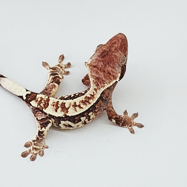 100%헷초초 카푸치노