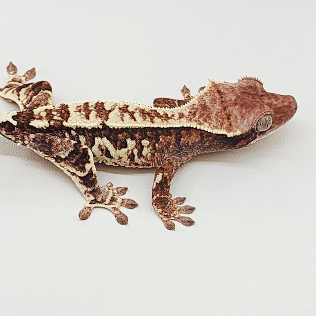 100%헷초초 카푸치노