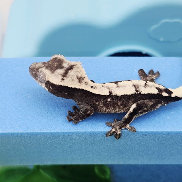 세이블 아잔틱
