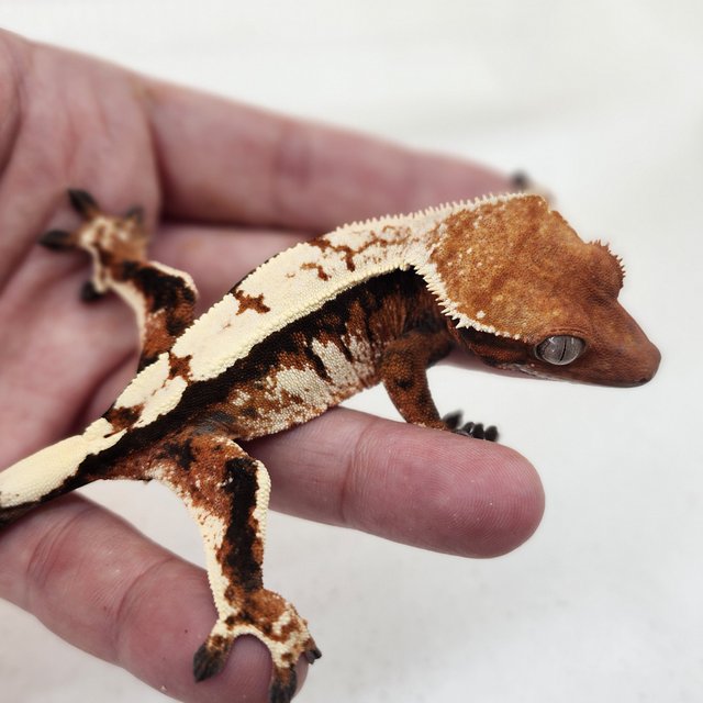 세이블 드리피 텐저린