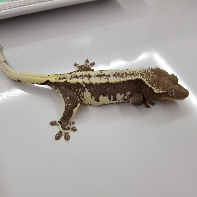 릴잔틱