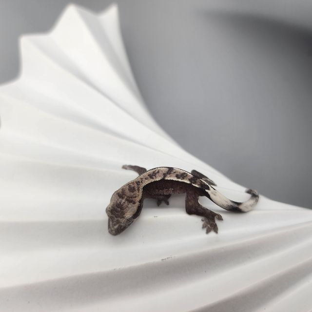 아잔틱