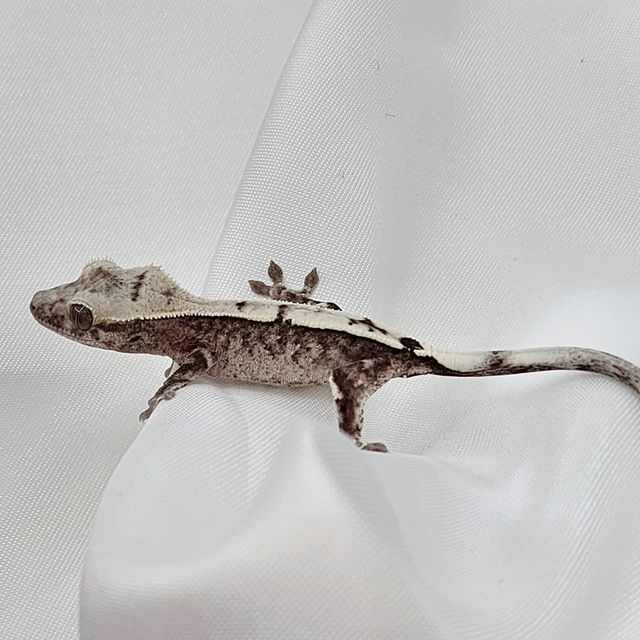 세이블 아잔틱