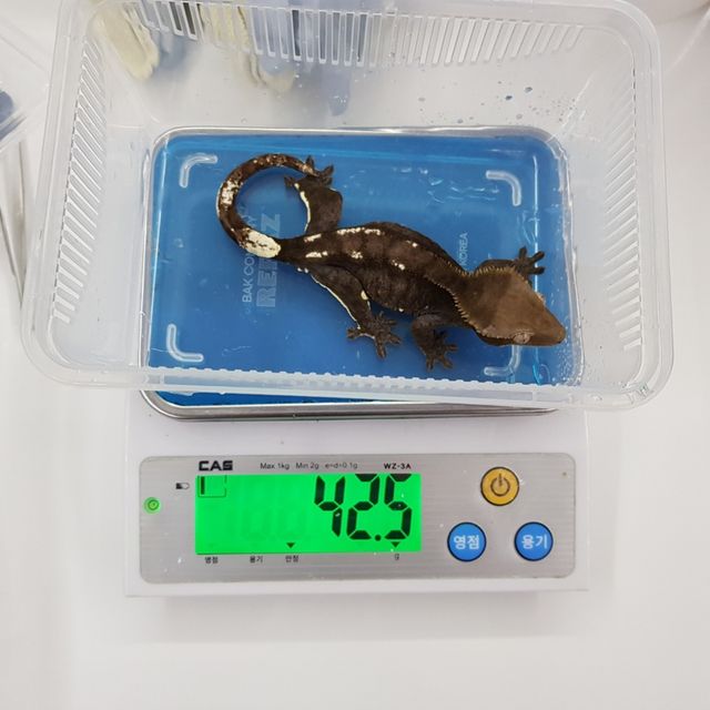 아잔틱
