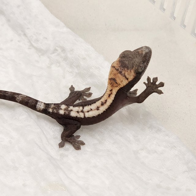 슈퍼 세이블 100%헷아잔틱