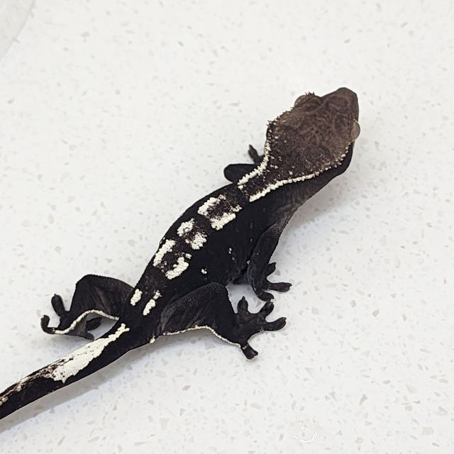 아잔틱