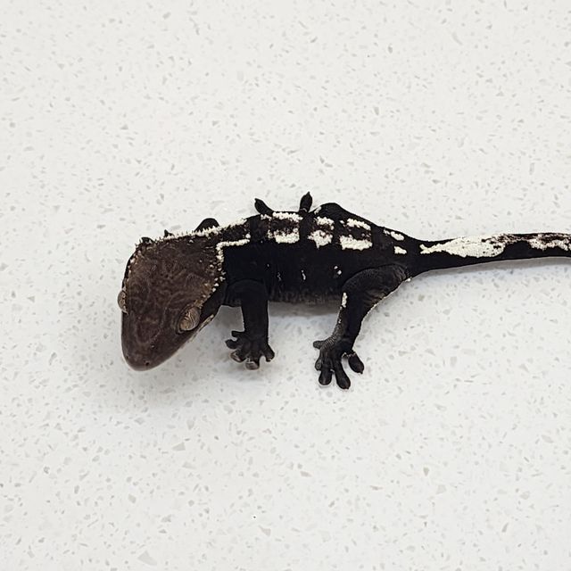 아잔틱