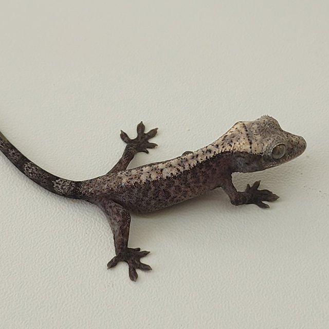 루왁 100%헷아잔틱