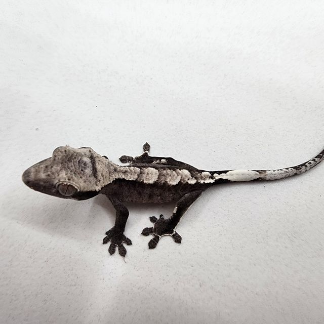 아잔틱