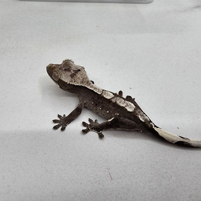 아잔틱