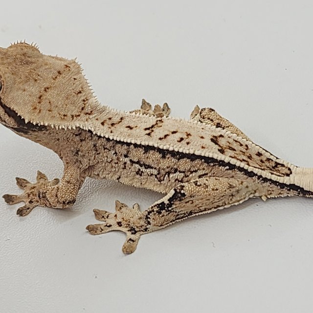 트라이 쿼드 풀핀