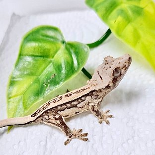 노멀 트라이 쿼드 풀핀 화이트스팟 핀스트라이프