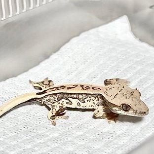 노멀 트라이 쿼드 풀핀 화이트스팟