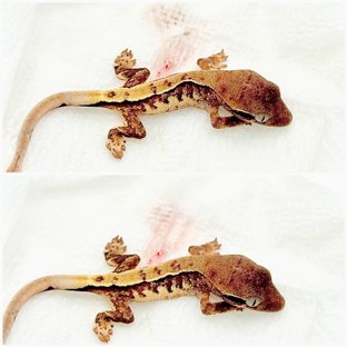 노멀 트라이 익스트림할리퀸 쿼드 풀핀 화이트스팟