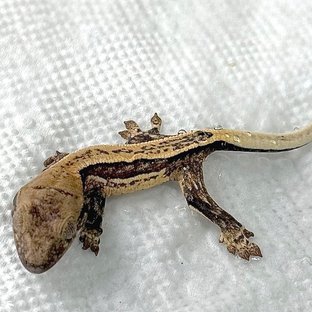 노멀 트라이 슈퍼스트라이프 쿼드 화이트스팟 엠티백