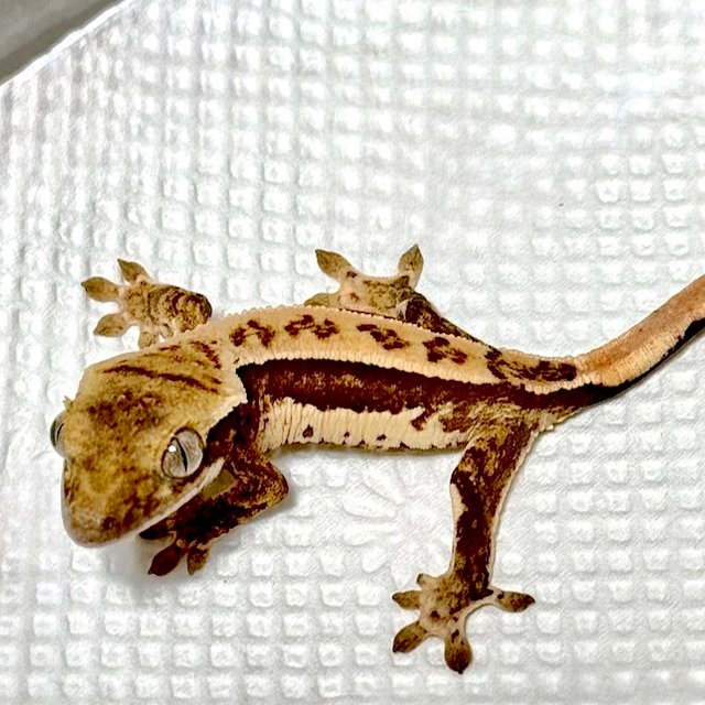 노멀 쿼드 화이트스팟 트라이 화이트크라운