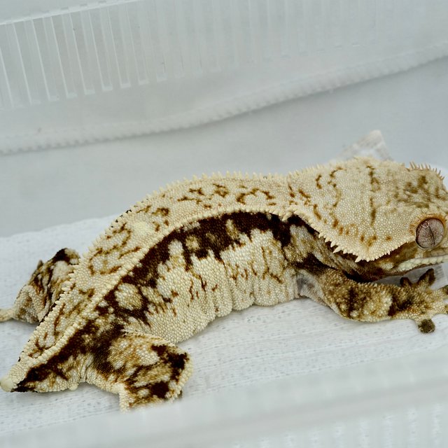 노멀 트라이 쿼드 풀핀 화이트스팟