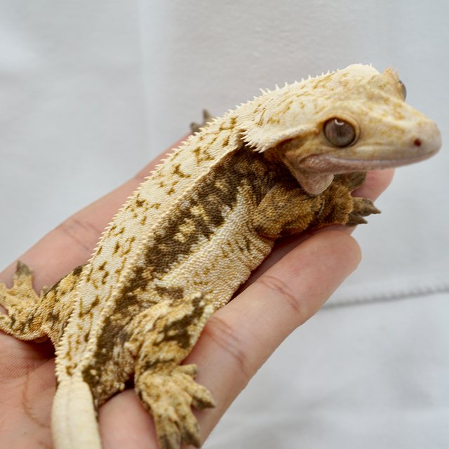 노멀 트라이 드리피 쿼드 화이트스팟 풀핀