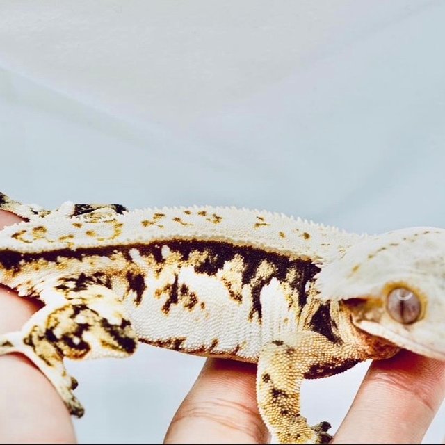 노멀 쿼드 트라이