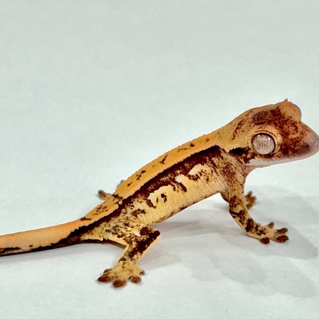 노멀 트라이 쿼드 화이트스팟 풀핀 할리퀸