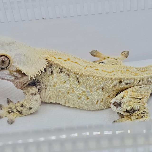 노멀 트라이 드리피 익스트림할리퀸