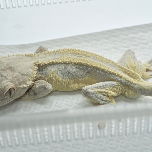 릴리화이트 판다 트라이 쿼드 풀핀